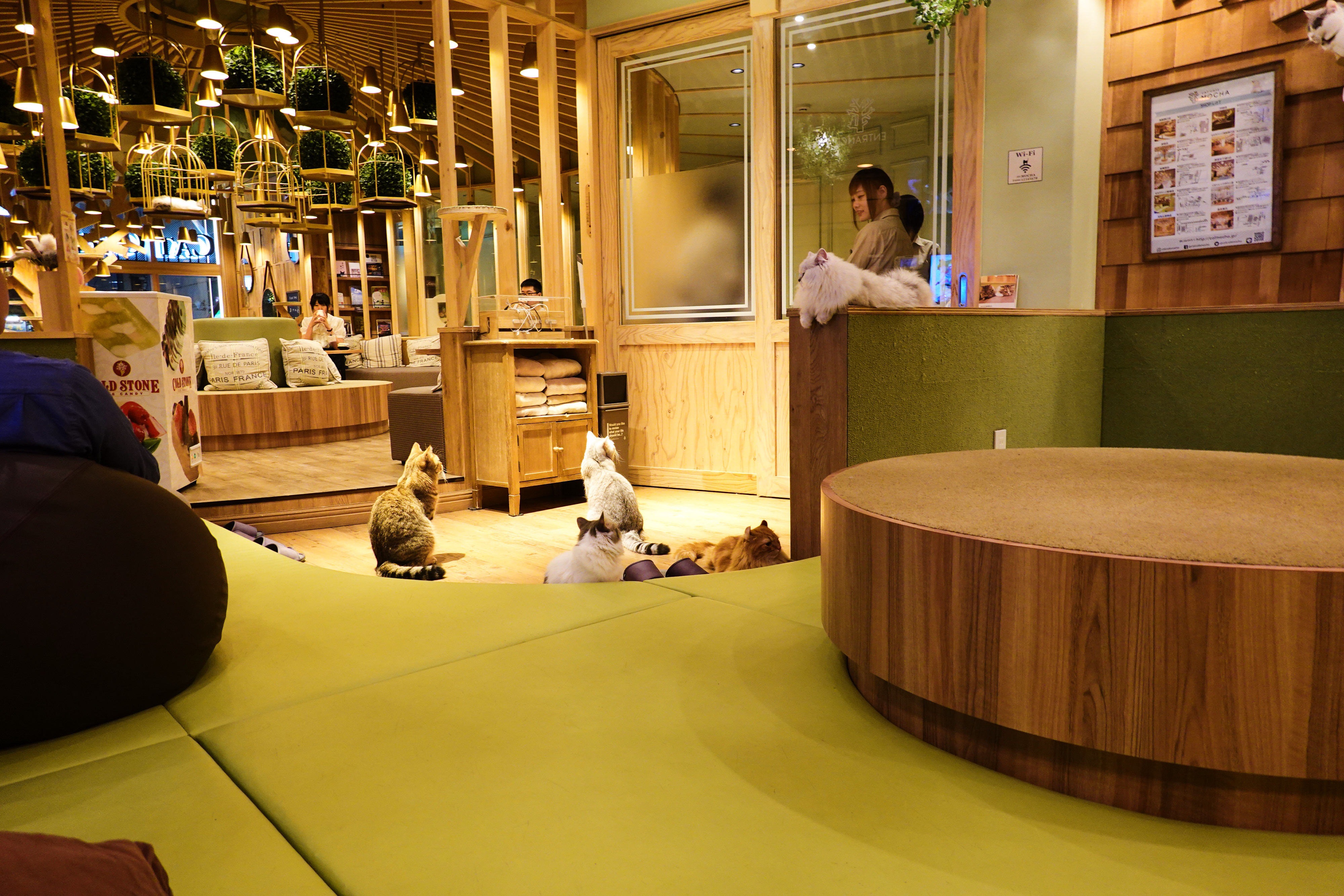 food blag: Pay as you stay with Kitties in Electric Town! Cat Cafe Mocha,  Akihabara Tokyo Japan
